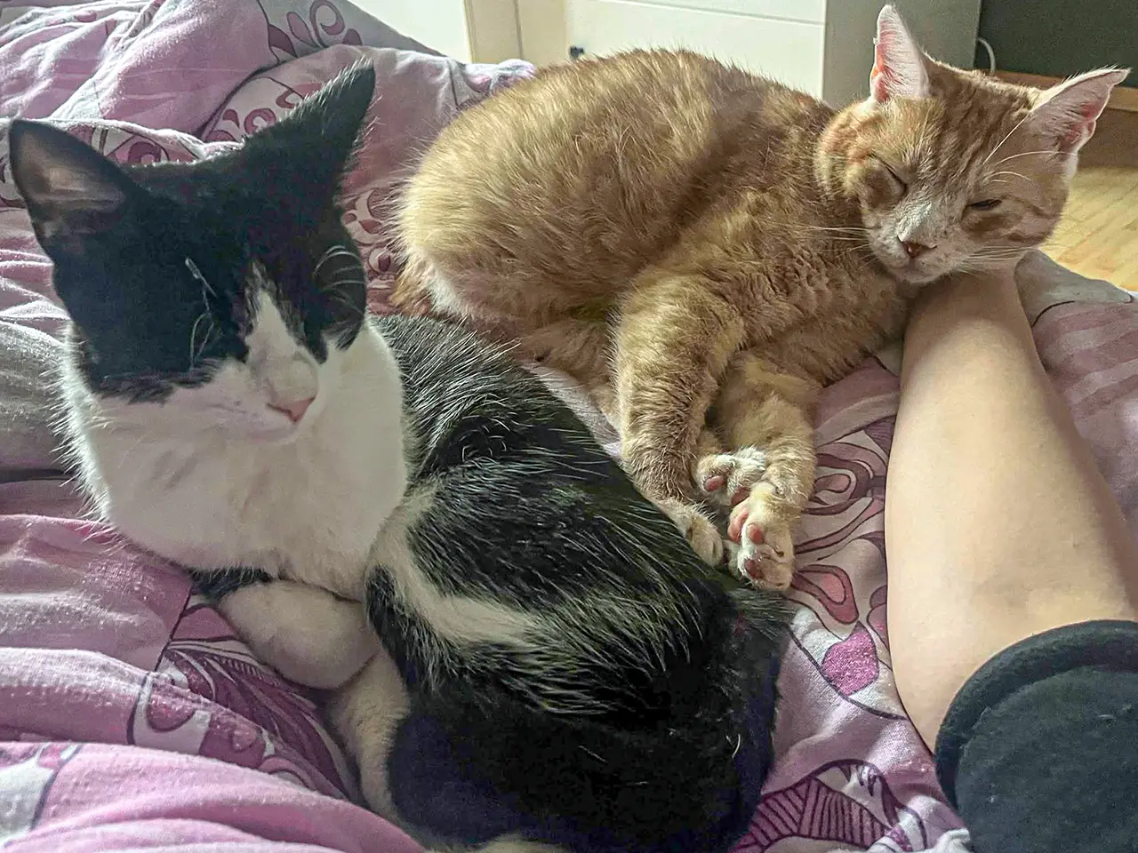 Adoptă