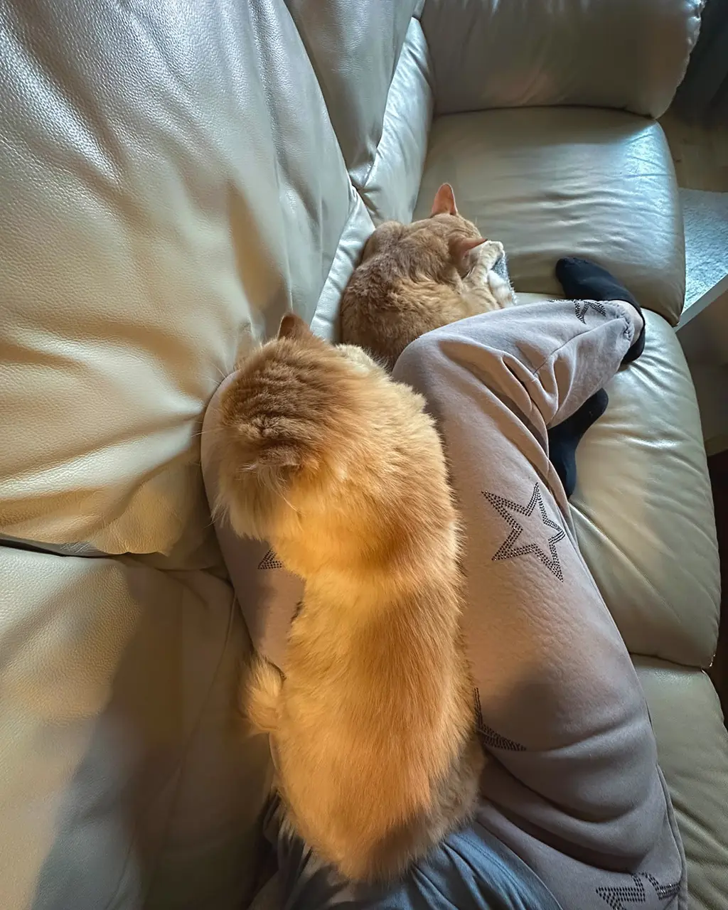 Adoptă