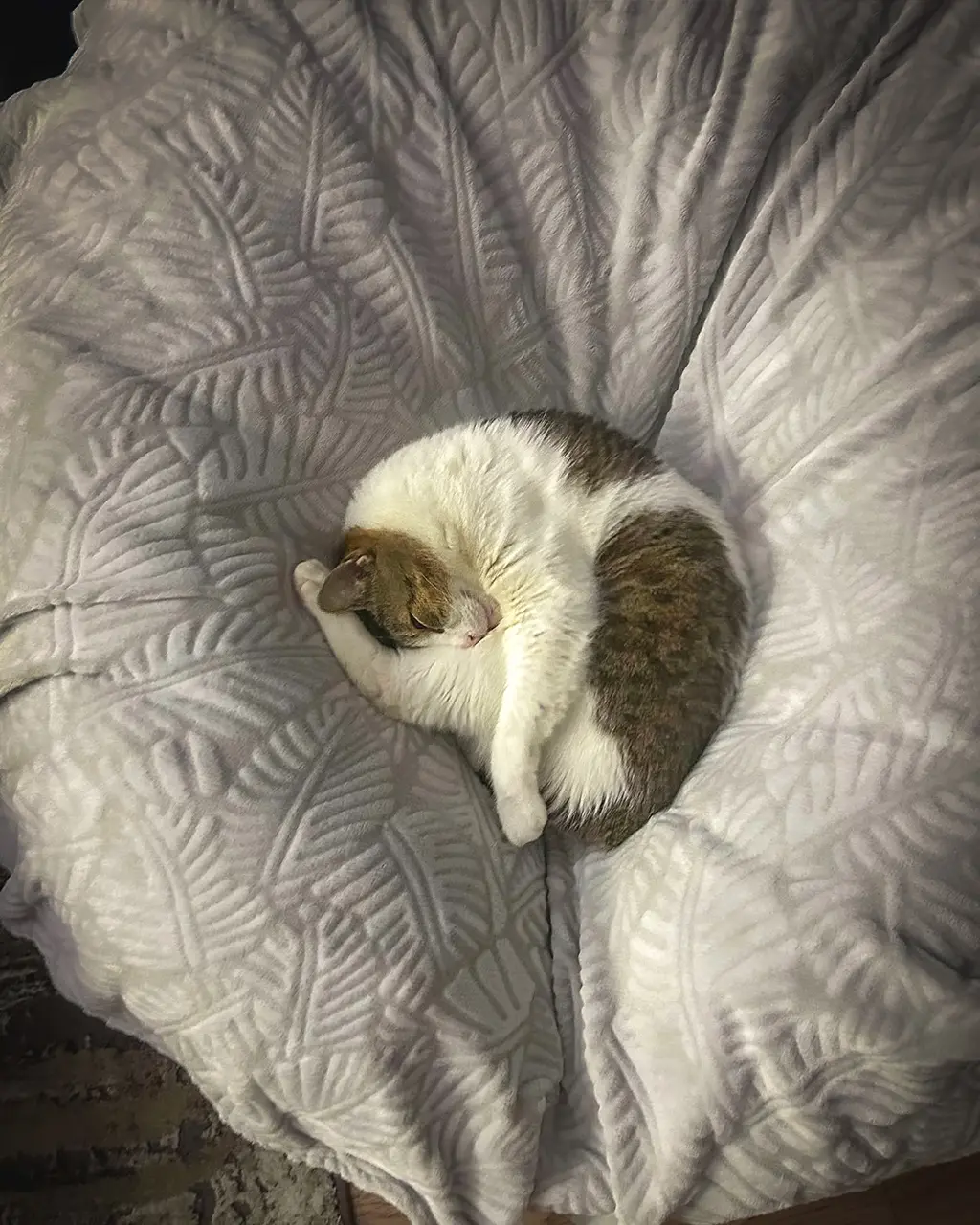 Adoptă