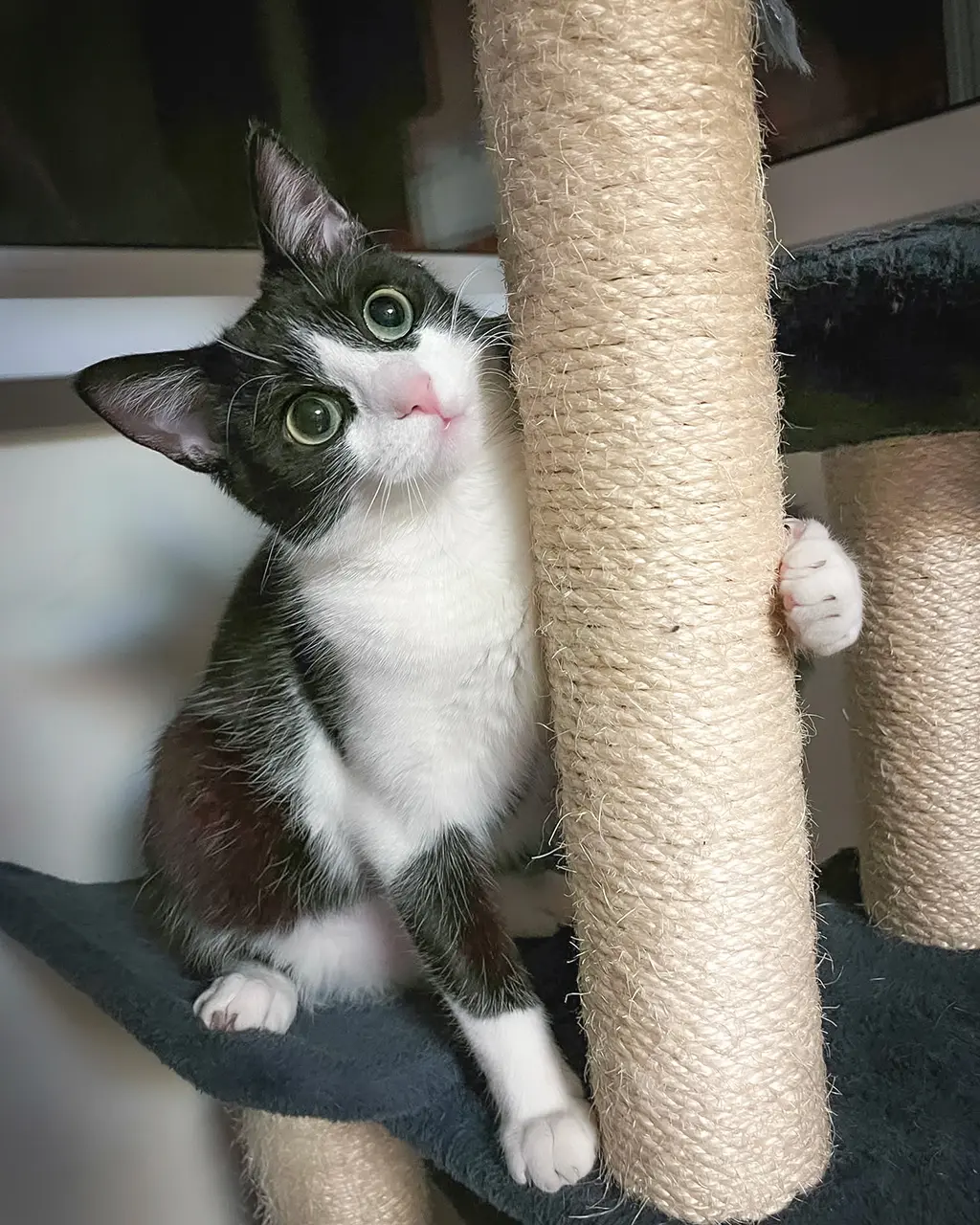 Adoptă