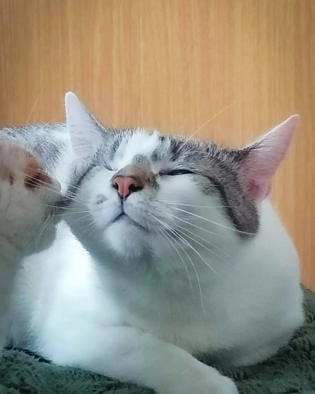 Adoptă