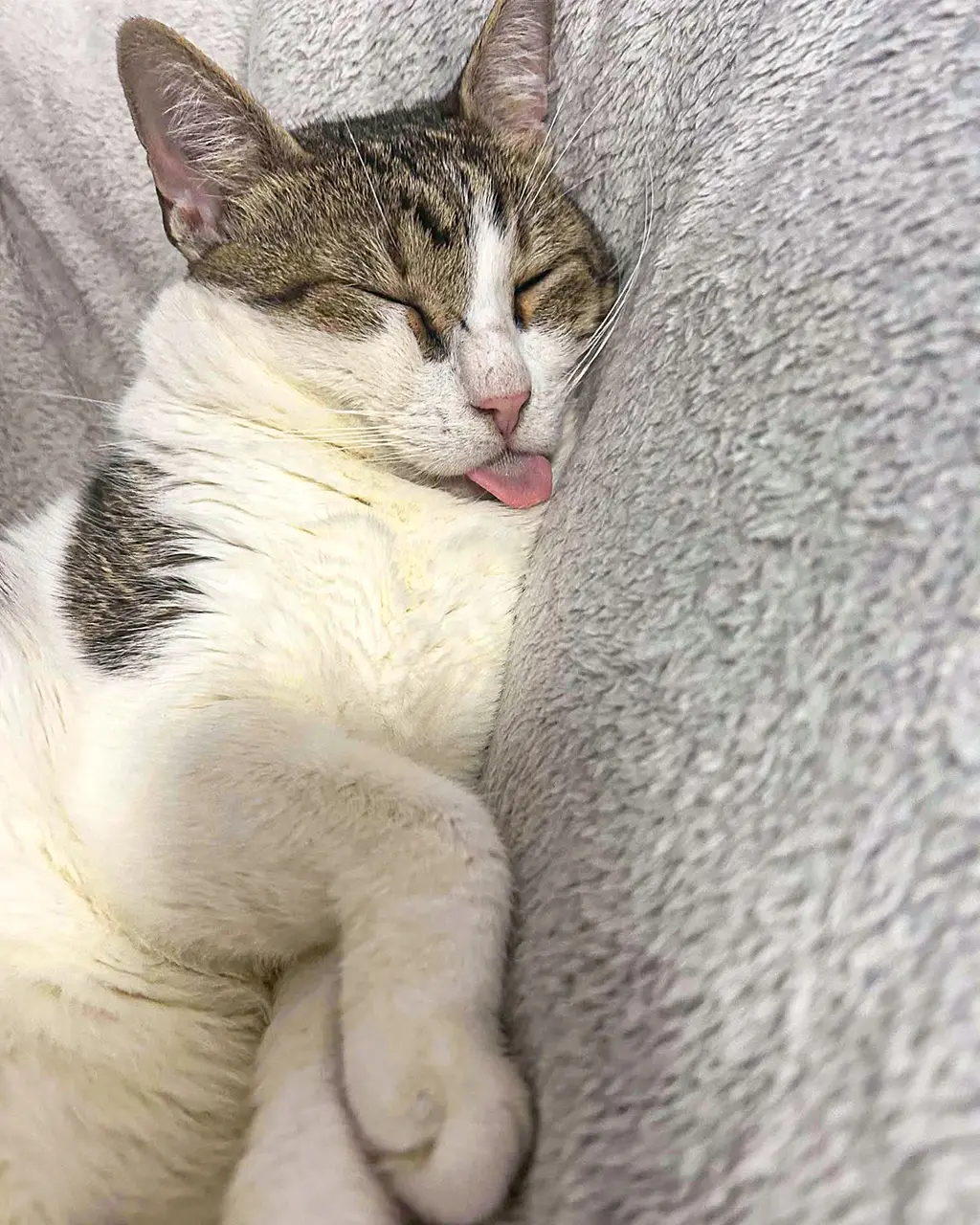 Adoptă
