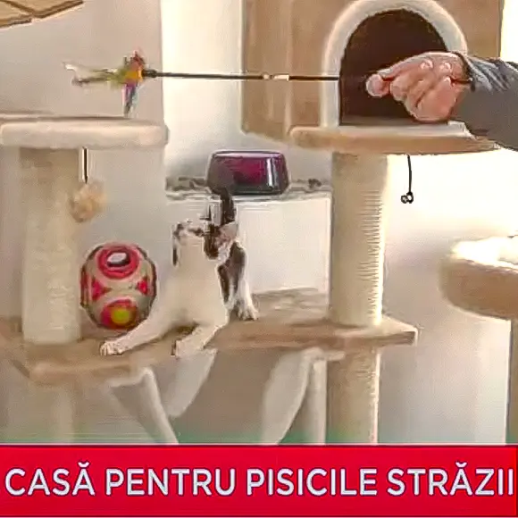 Prima TV