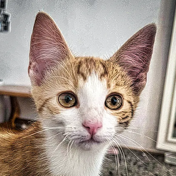 Blonduțu