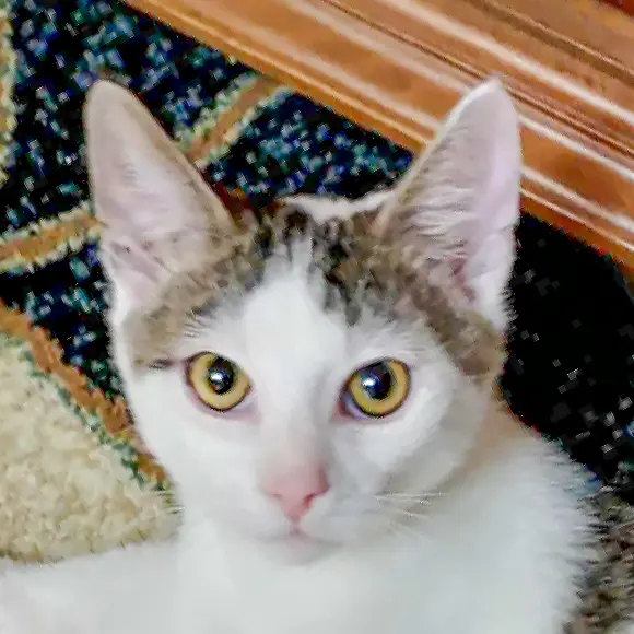 Tori