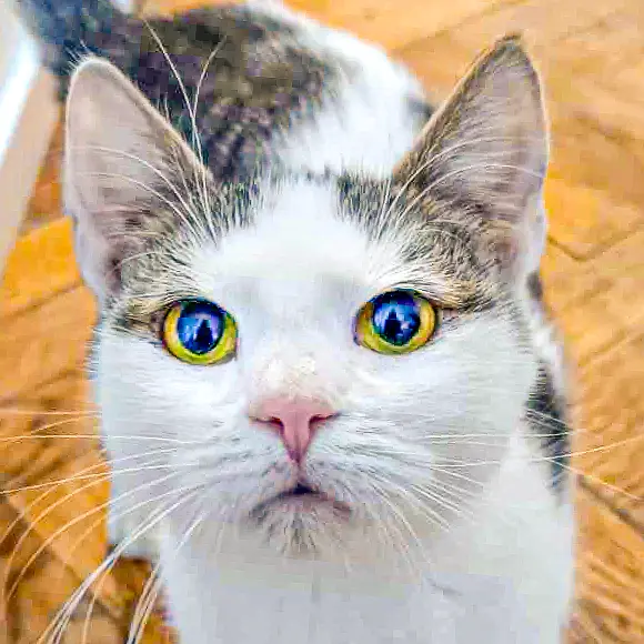 Cosmo