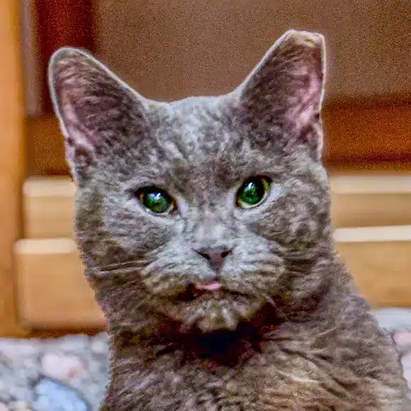 Babiliuță
