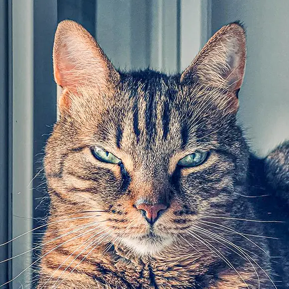 Sofia