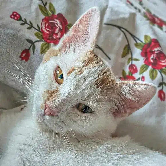 Piersicuță
