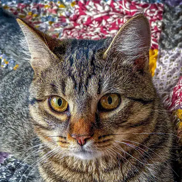 Tortellini