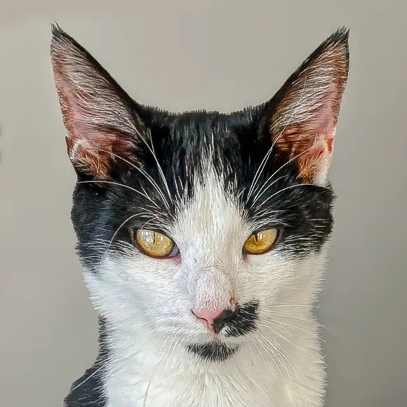 Tux