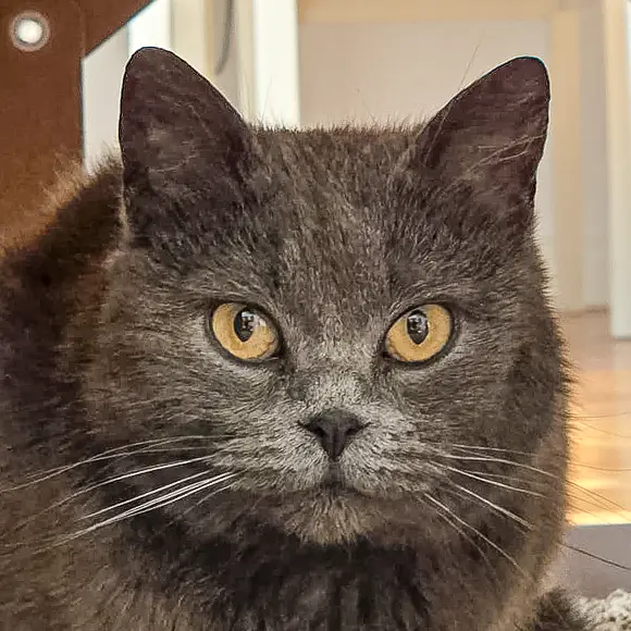 Bella Agatha
