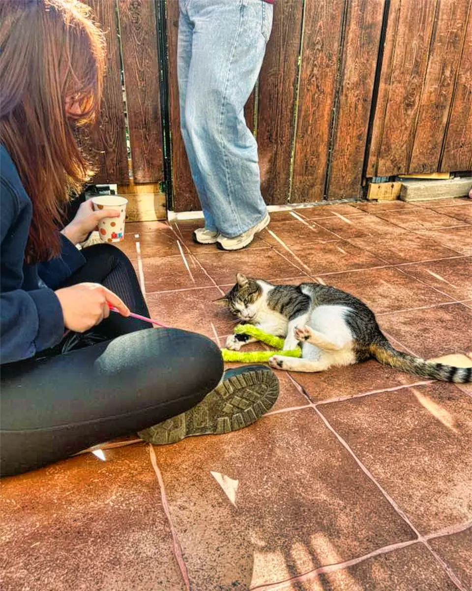 Mărțișoare pentru animale 2025