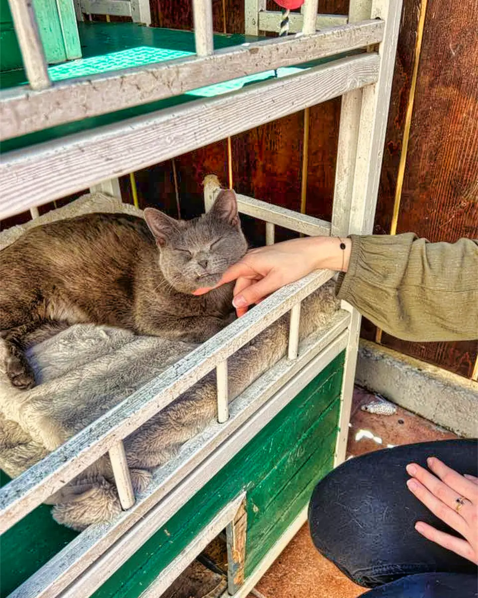 Mărțișoare pentru animale 2025