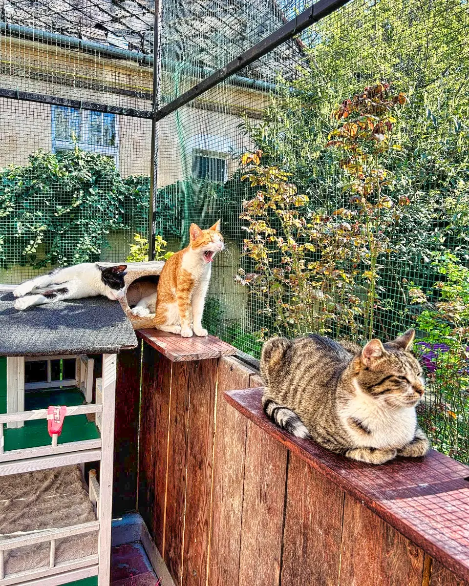Mărțișoare pentru animale 2025