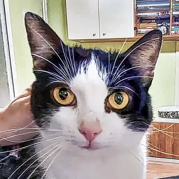 Sophie