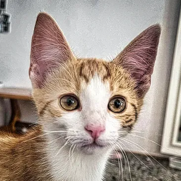 Blonduțu