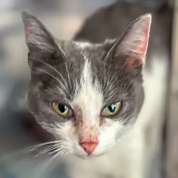 Cora