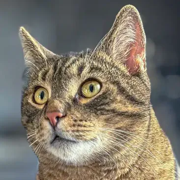 Jimmy