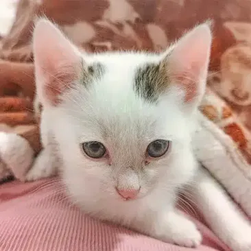 Mochi