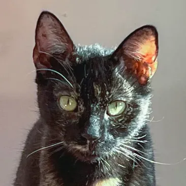 Bella