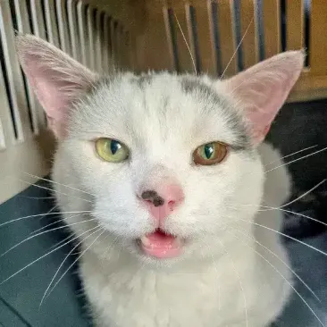 Bobo