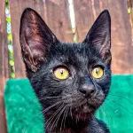 Green Cats