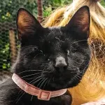 Green Cats
