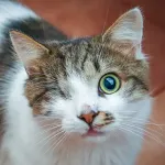 Green Cats