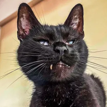 Norbert