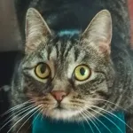 Green Cats