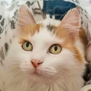 Wanda