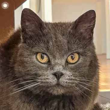 Bella Agatha