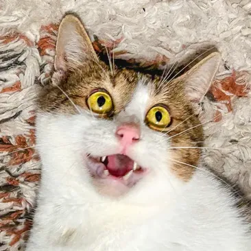 Juju