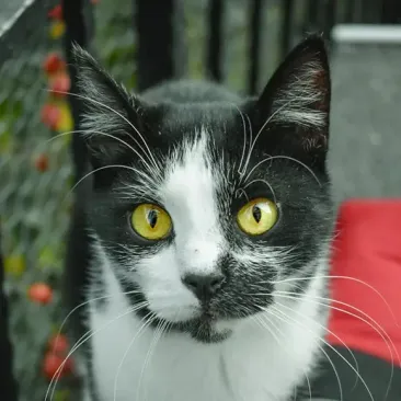 Domino
