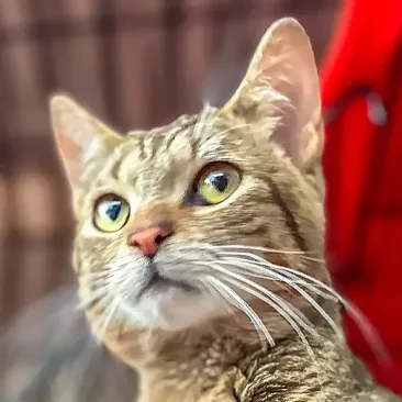 Niko