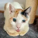 Green Cats