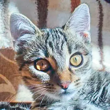 Ari