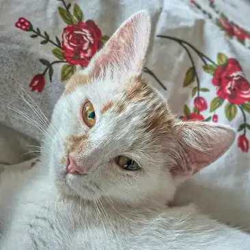 Piersicuță