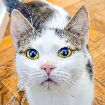 Cosmo