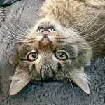 Green Cats